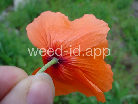 poppy, field